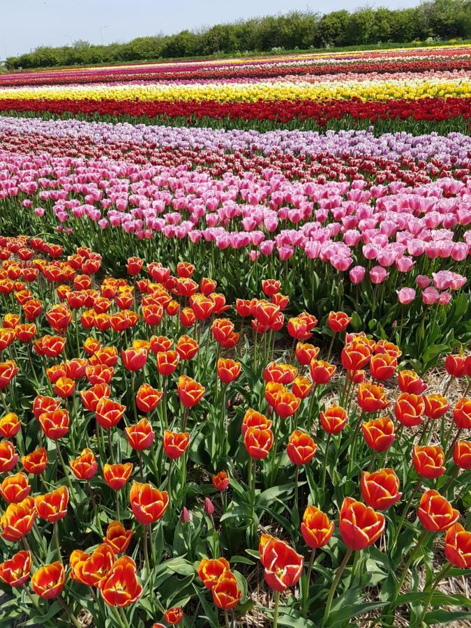 Romantisch Huisje Nabij Het Strand Met Uitzicht Op De Tulpenvelden Julianadorp Esterno foto
