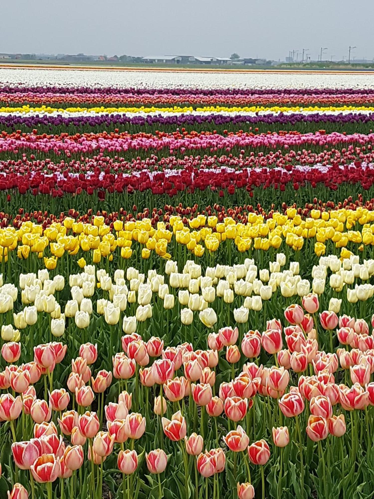 Romantisch Huisje Nabij Het Strand Met Uitzicht Op De Tulpenvelden Julianadorp Esterno foto