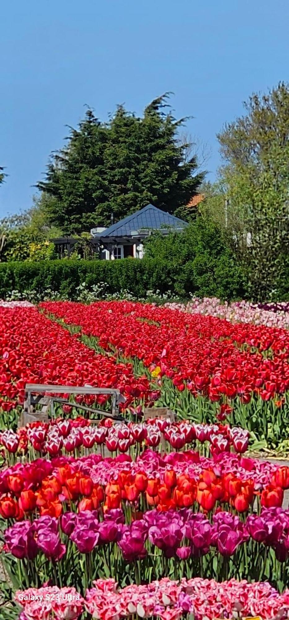 Romantisch Huisje Nabij Het Strand Met Uitzicht Op De Tulpenvelden Julianadorp Esterno foto
