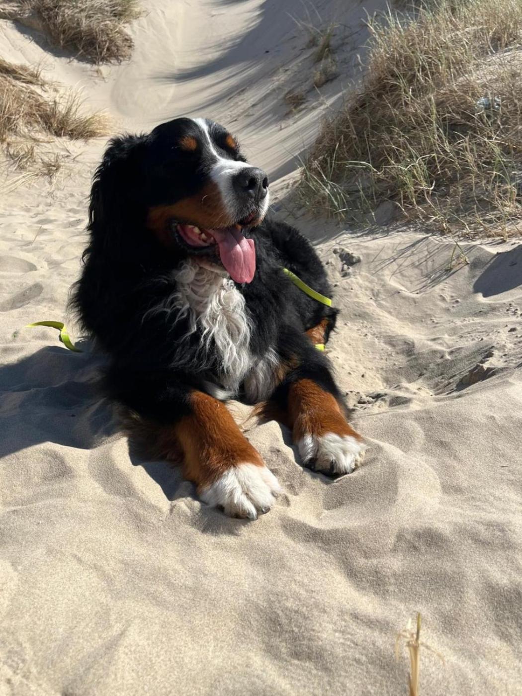 Romantisch Huisje Nabij Het Strand Met Uitzicht Op De Tulpenvelden Julianadorp Esterno foto