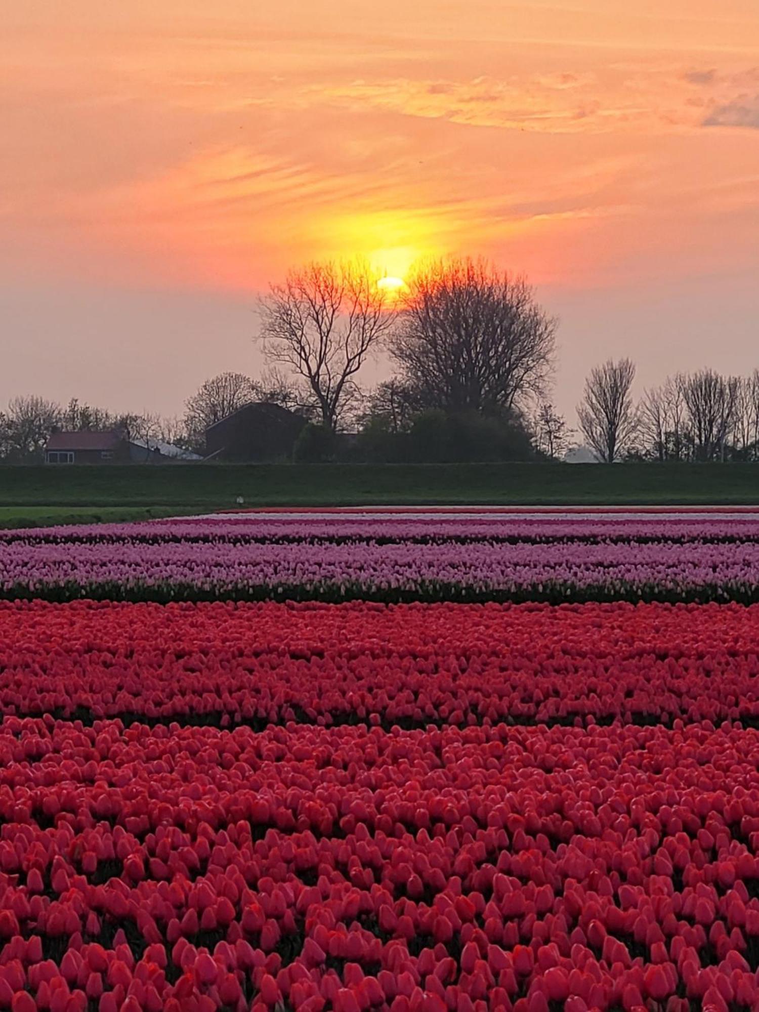 Romantisch Huisje Nabij Het Strand Met Uitzicht Op De Tulpenvelden Julianadorp Esterno foto